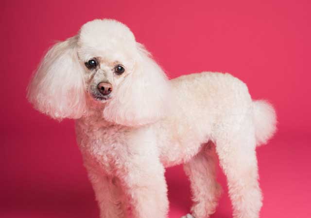 Poodle (standard)