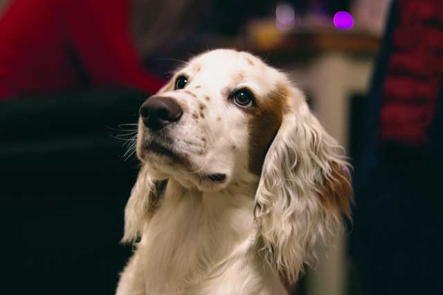 English Springer Spaniel