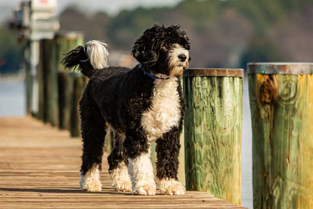 Portuguese Water Dog