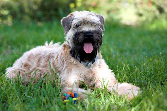 Soft Coated Wheaten Terrier