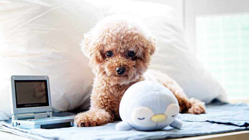 Best Small Dogs For First-time Owners