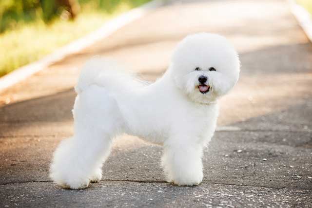 Bichon Frise