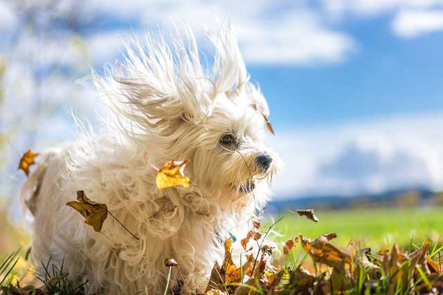 Havanese