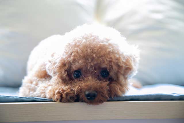 Miniature Poodle