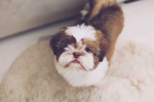 Shih Tzu