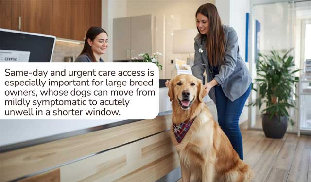 Best Veterinary Care for Big Dogs: What Owners Should Prioritize