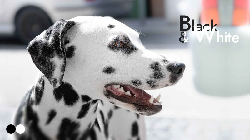 Most Common Black and White Dog Breeds