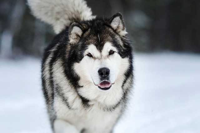 10 Most Common Black and White Dog Breeds: 9. Alaskan Malamute