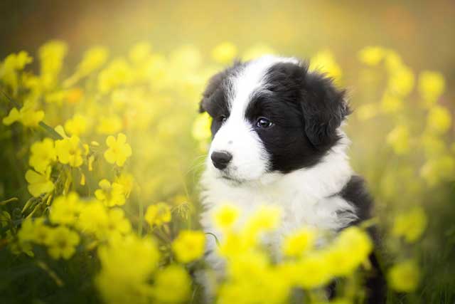 10 Most Common Black and White Dog Breeds: 1. Border Collie