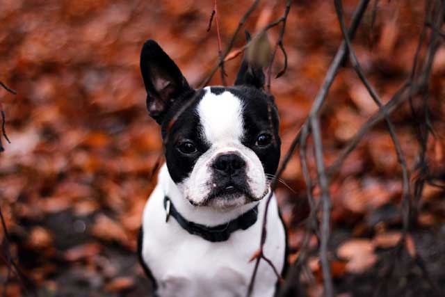 10 Most Common Black and White Dog Breeds: 3. Boston Terrier