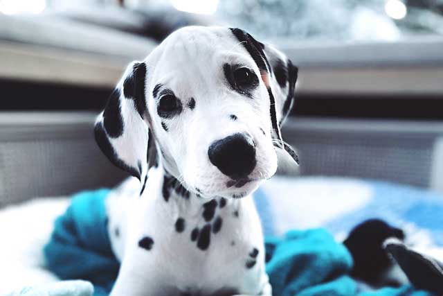 10 Most Common Black and White Dog Breeds: 2. Dalmatian