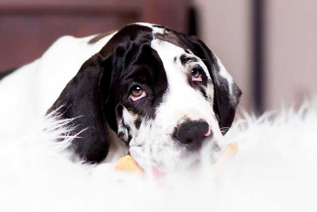 10 Most Common Black and White Dog Breeds: 4. Great Dane