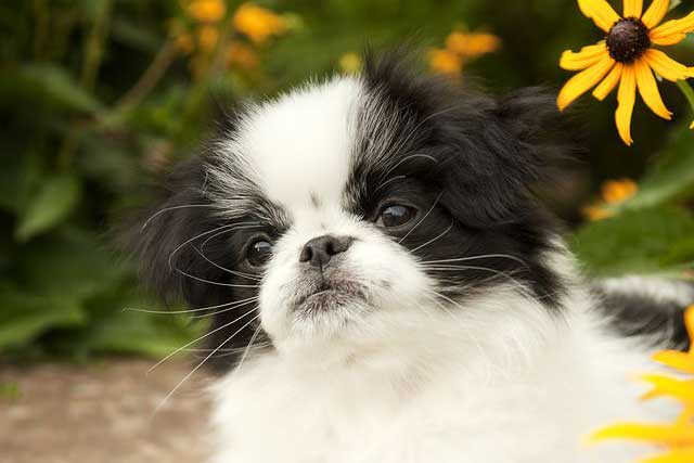 10 Most Common Black and White Dog Breeds: 6. Japanese Chin