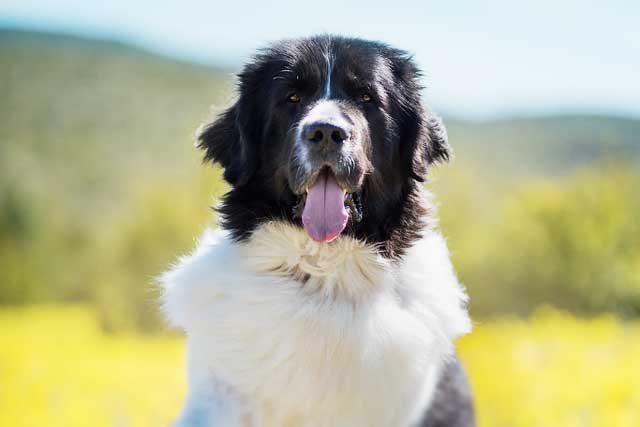 10 Most Common Black and White Dog Breeds: 10. Landseer