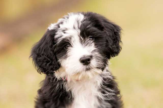 10 Most Common Black and White Dog Breeds: 7. Portuguese Water Dog