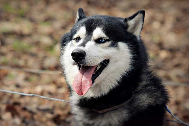 10 Most Common Black and White Dog Breeds: 5. Siberian Husky