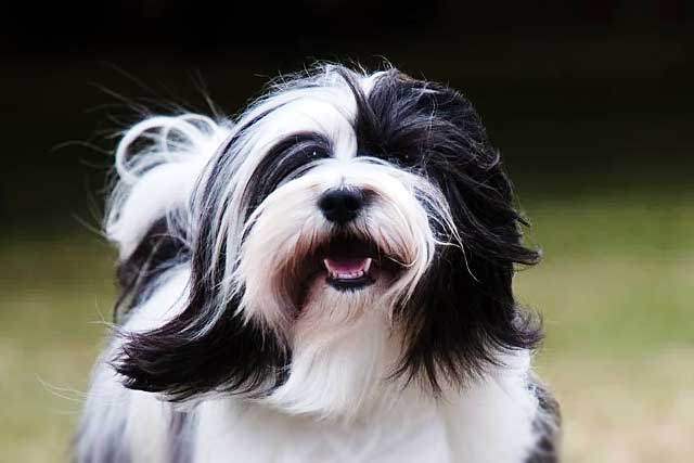 10 Most Common Black and White Dog Breeds: 8. Tibetan Terrier
