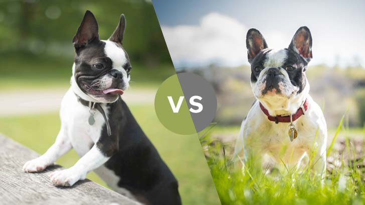 Boston Terrier vs French Bulldog: Which Is Better?