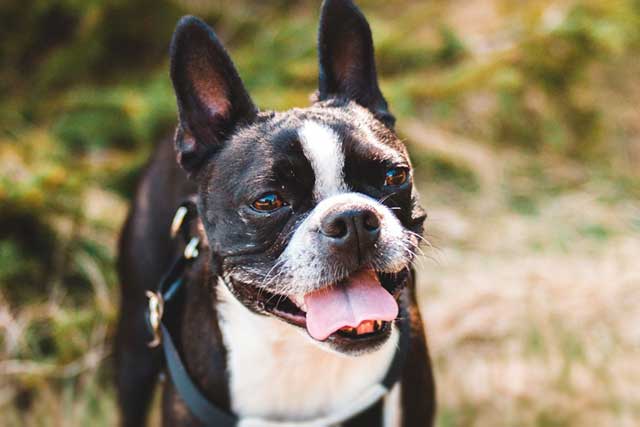 Boston Terrier vs French Bulldog: Which Is Better? Boston Terrier