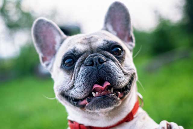 Boston Terrier vs French Bulldog: Which Is Better? Frenchie