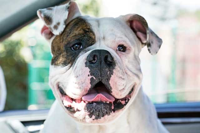 The 5 Bulldog Types That Are Popular Today - #3. American Bulldog