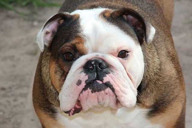 The 5 Bulldog Types That Are Popular Today - #5. Australian Bulldog