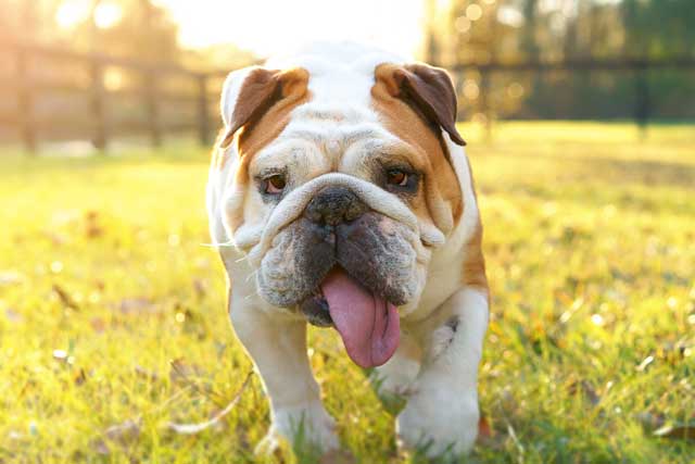 The 5 Bulldog Types That Are Popular Today - #2. French Bulldog
