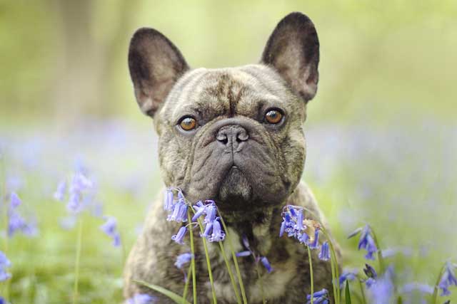 The 5 Bulldog Types That Are Popular Today - #1. French Bulldog