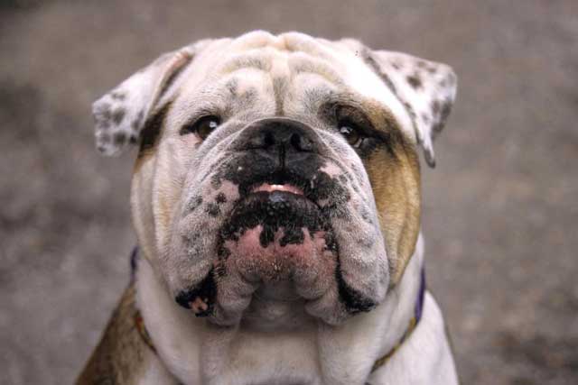The 5 Bulldog Types That Are Popular Today - #4. Olde English Bulldogge