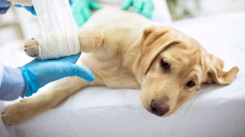 Can A Dog's Broken Bone Heal On Its Own?