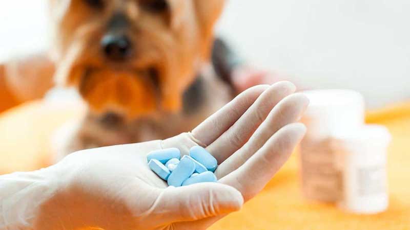 Can I Give Human Amoxicillin To My Dog?