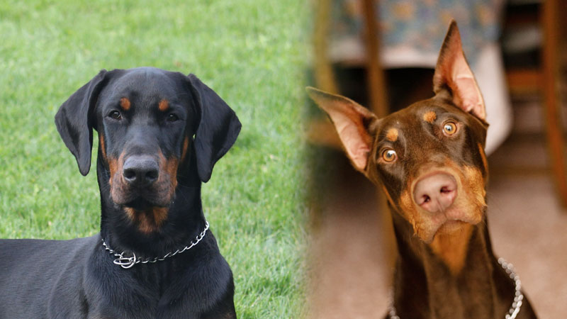Unveiling the Debate: Cropped Ears vs. Natural Ears in Dogs