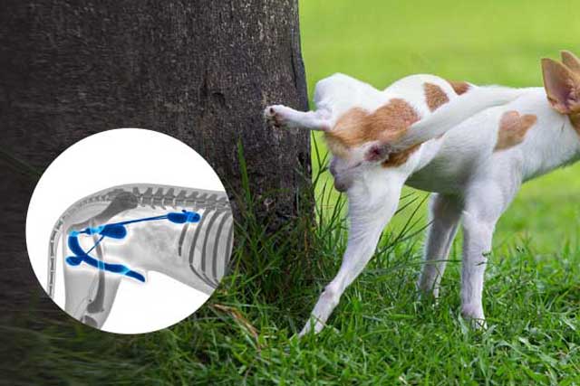 Dogs are prone to urinary tract diseases