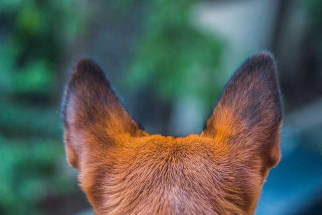 Dog hearing