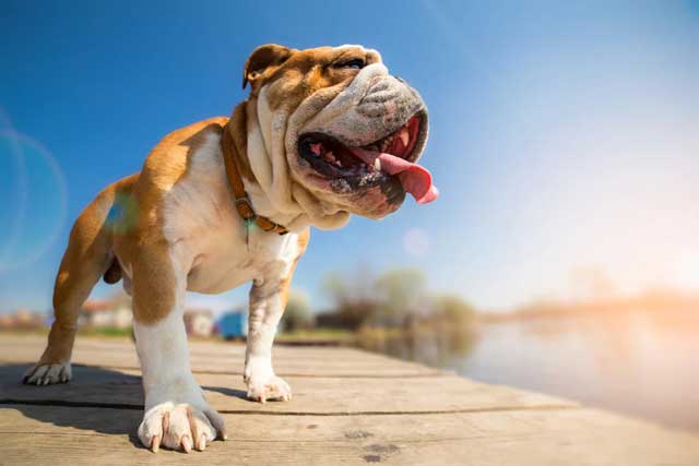 Dogs use their tongues to dissipate heat
