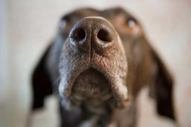 A dog's sense of smell