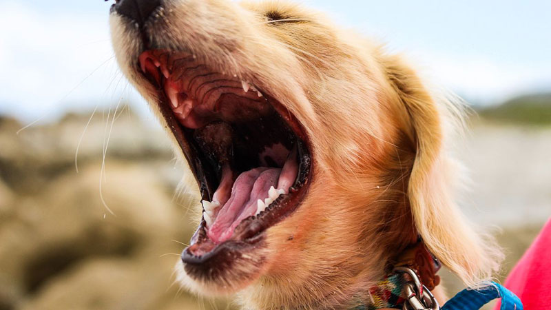 Different Dog Growls and What They Mean