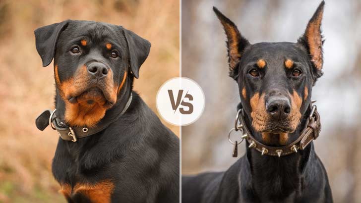 whats the difference between doberman and doberman pinscher