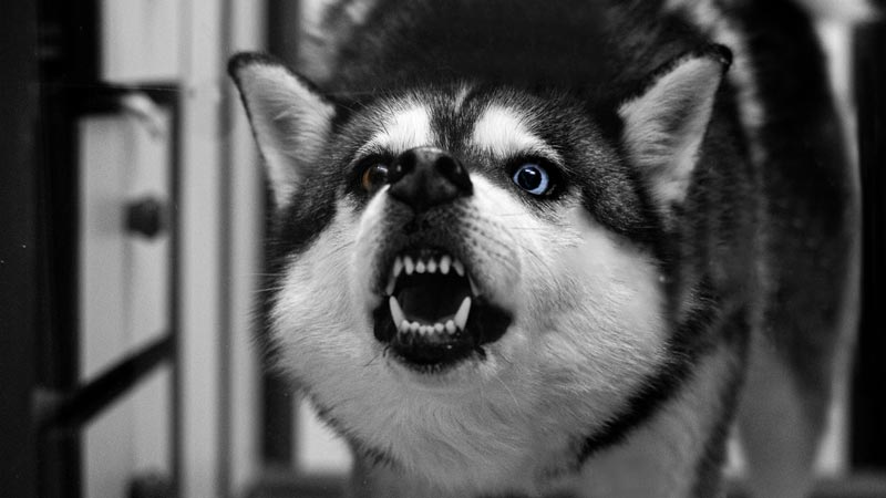 Dog Aggression Isn't Random: What Your Dog Is Really Trying to Tell You