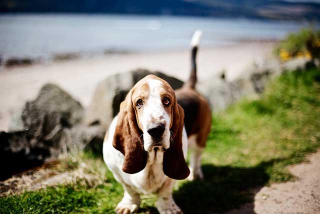 Basset Hound