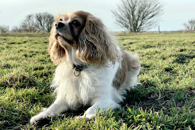 Cavalier King Charles Spaniel