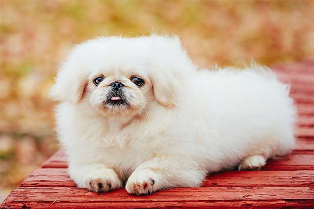 Pekingese