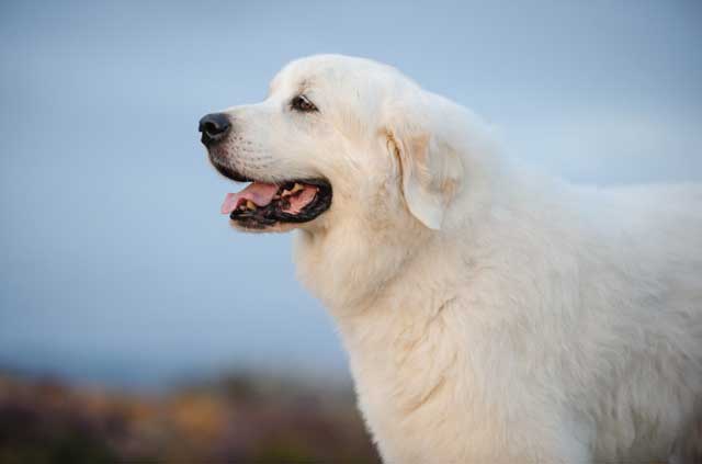 Great Pyrenees