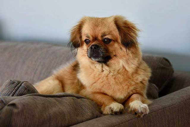 Tibetan Spaniel