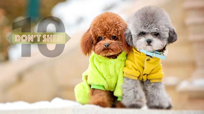 The 10 Dog Breeds That Don't Shed