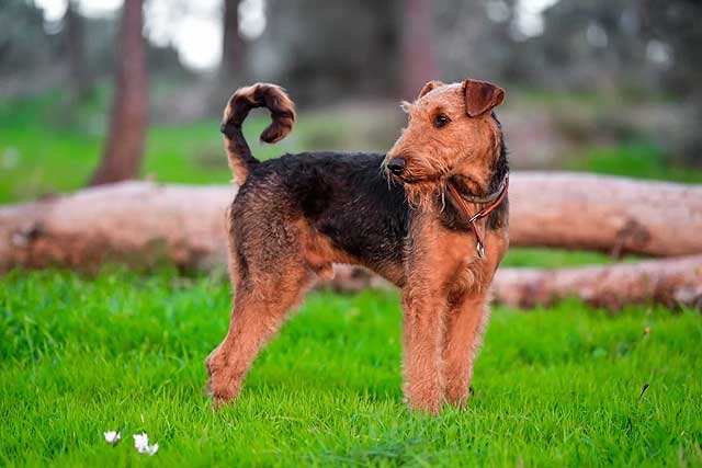 10 Dog Breeds That Don't Shed - #2 Airedale