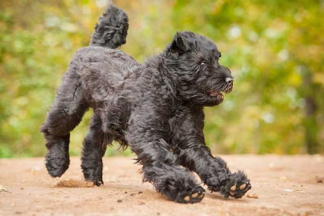 10 Dog Breeds That Don't Shed - #5 Black Russian Terrier