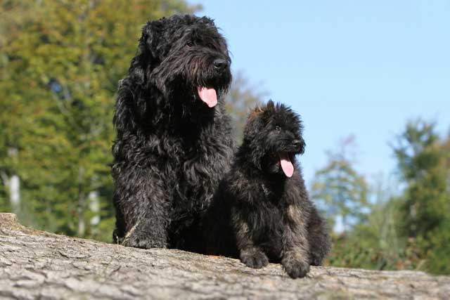 10 Dog Breeds That Don't Shed - #4 Bouvier des Flandres