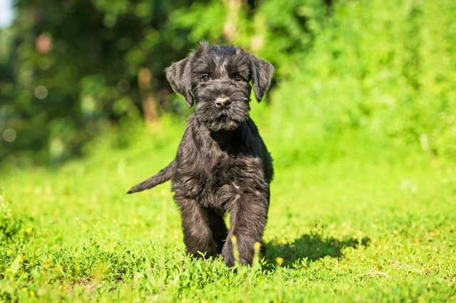 10 Dog Breeds That Don't Shed - #3 Giant Schnauzer