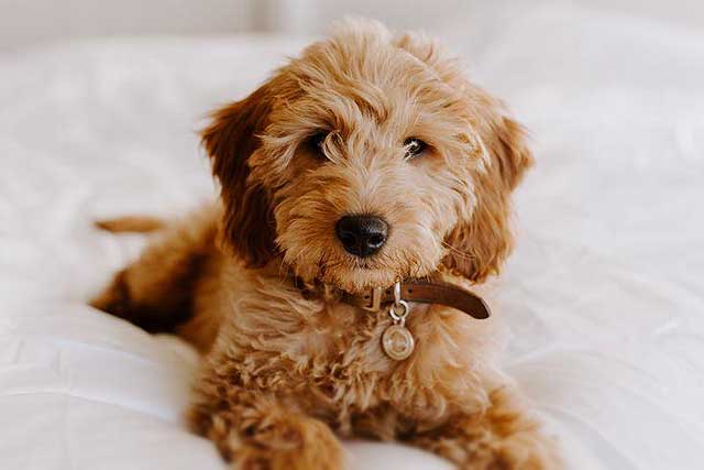 10 Dog Breeds That Don't Shed - #9 Goldendoodle